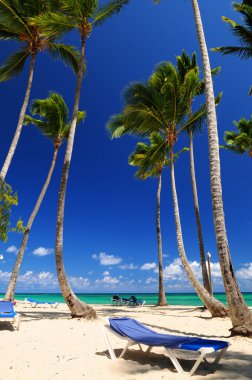 Kumsalda uzun palmiye ağaçları ile Karayipler resort
