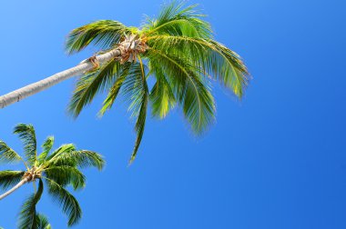 Palms on blue sky background clipart