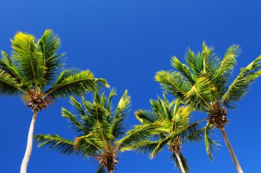 sunny palm tree tops ile parlak mavi gökyüzü arka plan