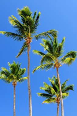Sunlit palm trees on blue sky background clipart