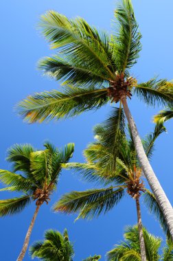 Palms on blue sky background clipart