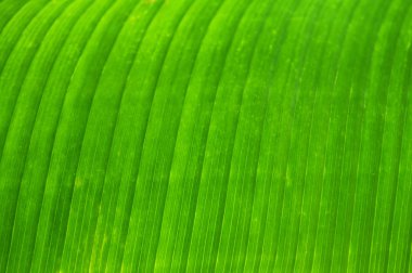 Green leaf of a troplical plant close up clipart