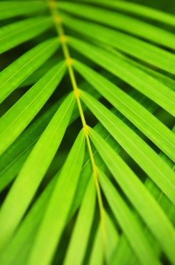 Palm tree leaves clipart