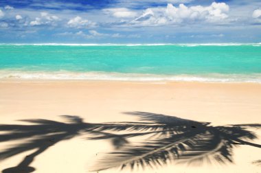 Pristine tropical beach with palm trees shadows on Caribbean island. Colors are natural. clipart