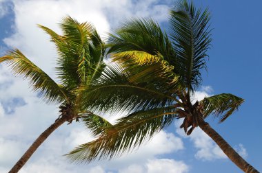 Two palm tree tops on blue sky background clipart