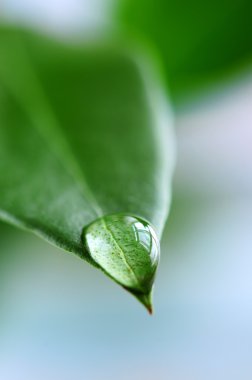 Water drop on green leaf clipart