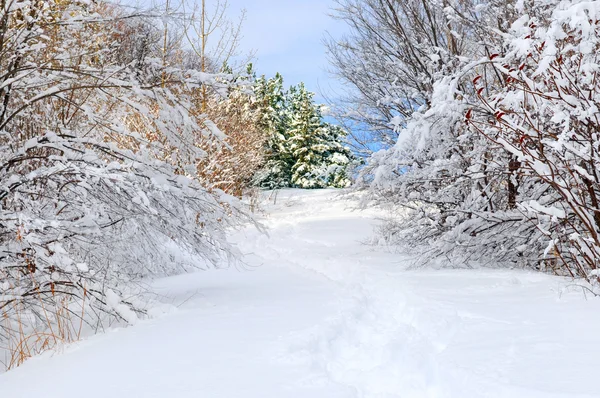 Wandelpad Winter Bos Een Sneeuwval — Stockfoto
