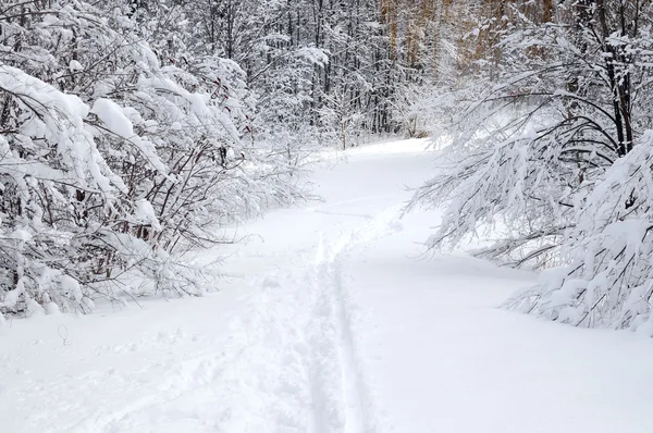 Path in winter forest — Stock Photo, Image