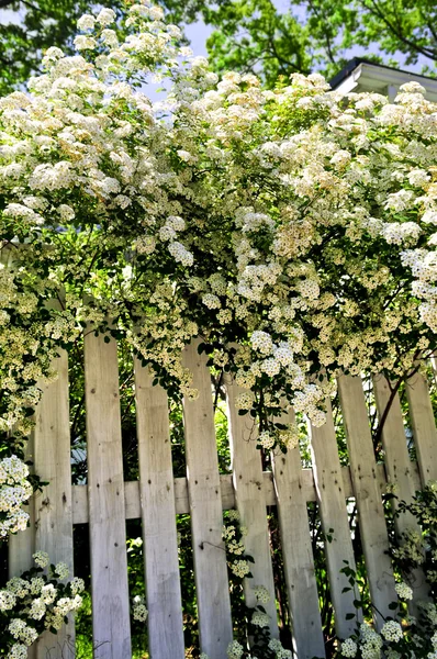 stock image White fence with blooming bridal wreath spirea shrub