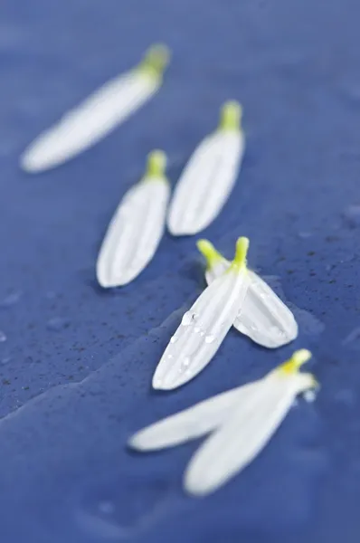 Квіткові пелюстки з краплями води — стокове фото