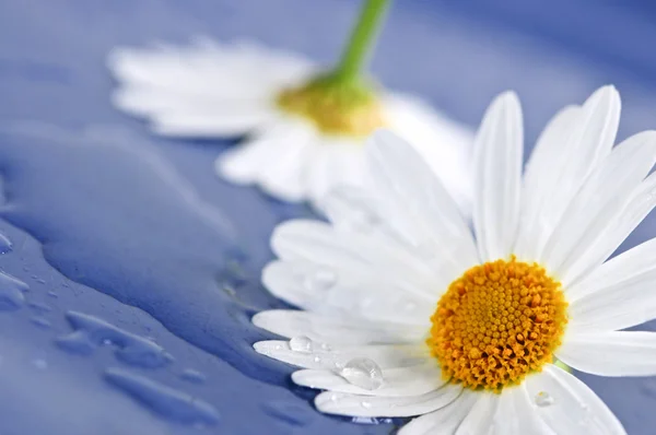 Квіти ромашки з краплями води — стокове фото