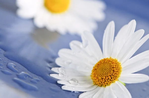 Daisy blommor med vattendroppar — Stockfoto