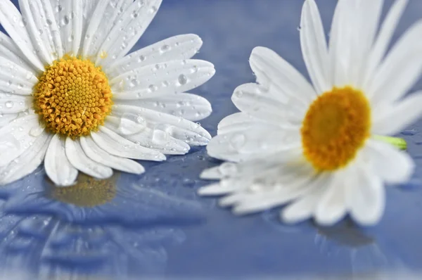 Weiße Gänseblümchenblümchen Aus Nächster Nähe Mit Wassertropfen — Stockfoto