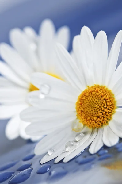 水滴と白いデイジーの花のクローズ アップ — ストック写真