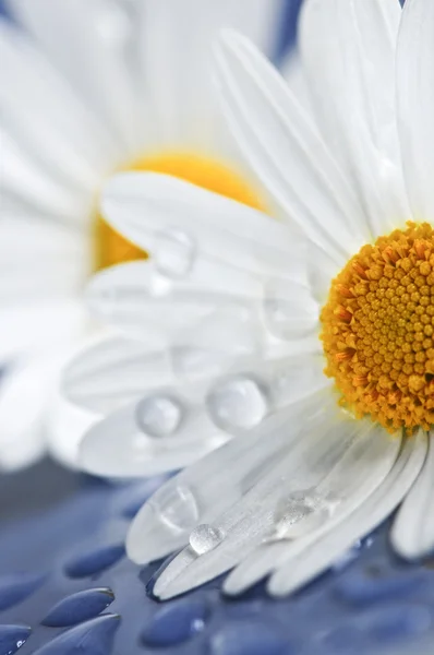 Daisy flowers with water drops — Stock Photo, Image
