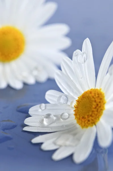 Beyaz Papatya Çiçekleri Damlaları Ile Yakın Çekim — Stok fotoğraf