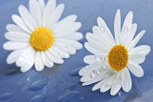 Vita Prästkrage Blommor Nära Håll Med Vattendroppar — Stockfoto