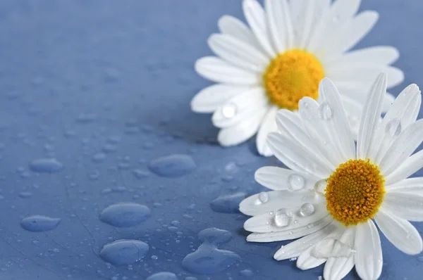 Kwiaty daisy z kropli wody — Zdjęcie stockowe