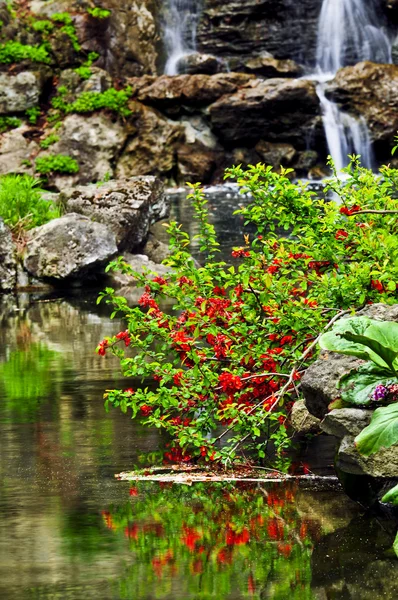 Basamaklı Şelale Japon Bahçe Gölet — Stok fotoğraf