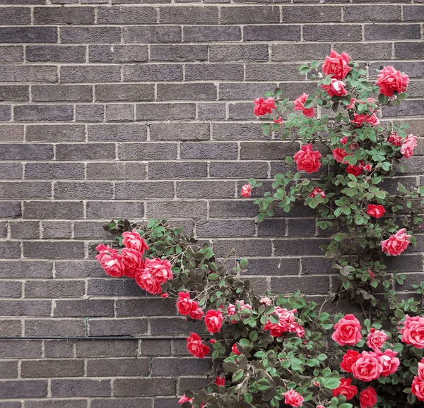 Τριαντάφυλλα σε τοίχο από τούβλα — Φωτογραφία Αρχείου