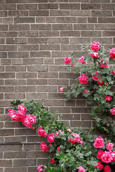 Τριαντάφυλλα σε τοίχο από τούβλα — Φωτογραφία Αρχείου