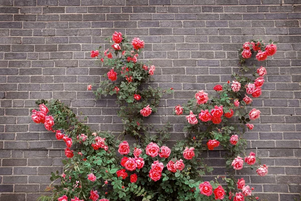 Klettern Auf Rote Rosen Einer Ziegelwand Eines Hauses — Stockfoto