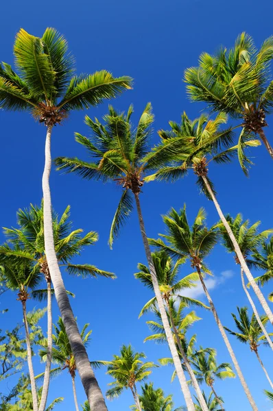 青い空を背景に緑豊かな緑のヤシの木 — ストック写真