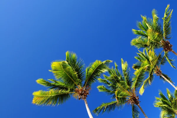 青い空にヤシの木 — ストック写真