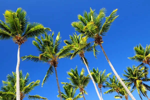 Palmiers Verts Luxuriants Sur Fond Ciel Bleu — Photo