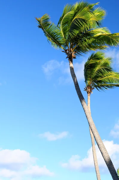 Sfondo Tropicale Palme Cielo Blu — Foto Stock