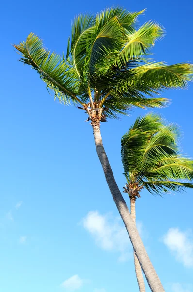 Palms on blue sky — Stock Photo, Image