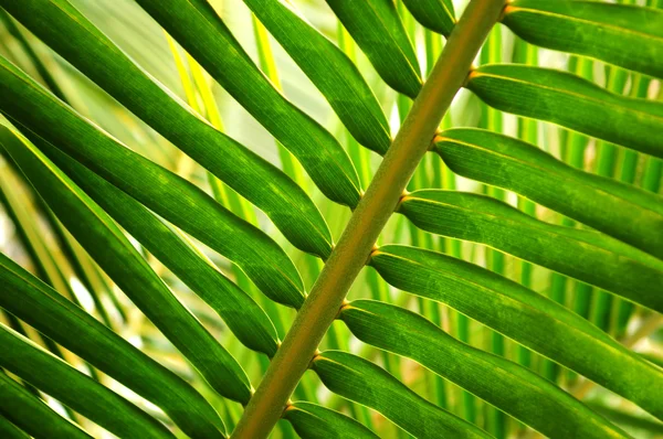 Тропический лист — стоковое фото