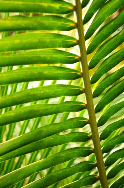 阳光照射绿色棕榈树树叶的特写 — 图库照片