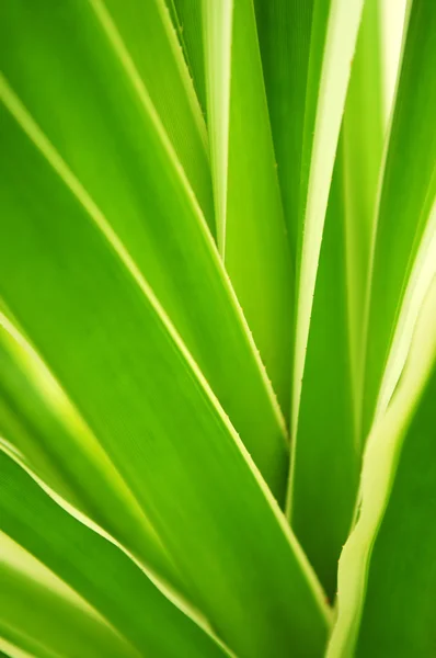 热带树叶 — 图库照片
