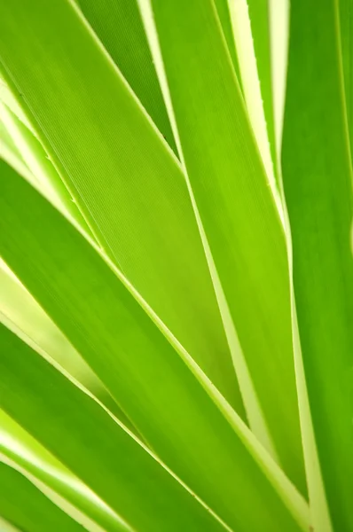 Тропические листья — стоковое фото