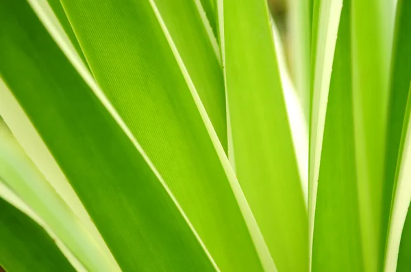 Liście tropikalne — Zdjęcie stockowe