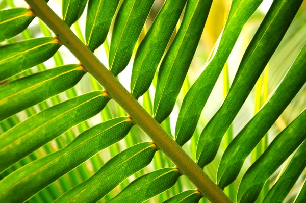 Closeup Tropikal Bitki Yaprak Yeşil — Stok fotoğraf