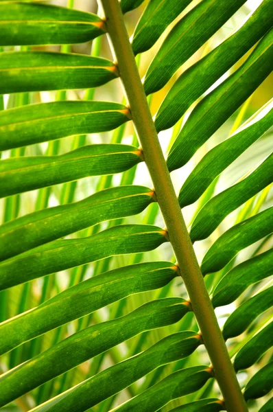 Närbild Gröna Blad Tropisk Växt — Stockfoto