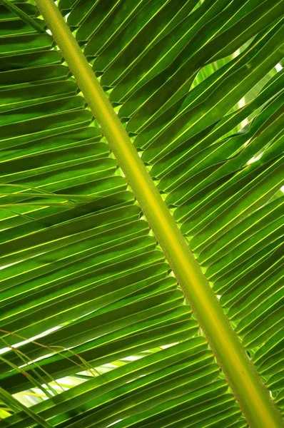 Gros Plan Une Feuille Palmier Vert — Photo