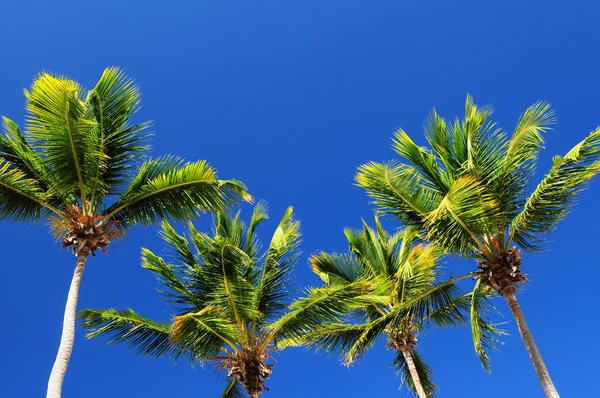 Ljust Himmelsblå Med Soliga Palm Tree Toppar Bakgrund — Stockfoto