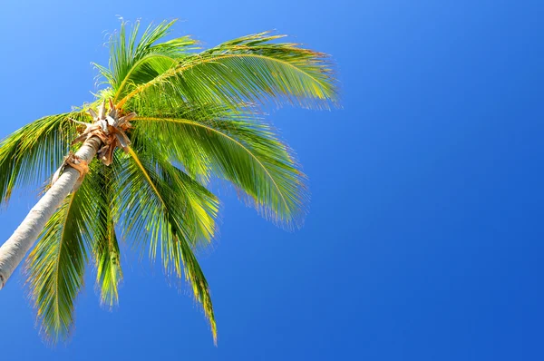 Mavi gökyüzü arka plan üzerinde palmiye — Stok fotoğraf