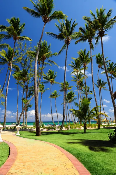 Cesta Vedoucí Pláži Tropický Resort — Stock fotografie