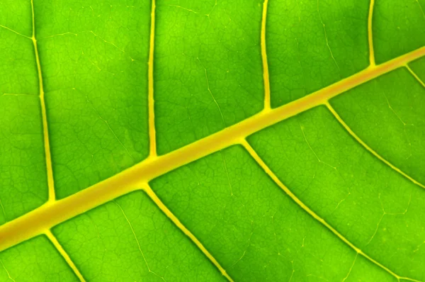 バックライト付き緑 Troplical 植物の葉をクローズ アップ — ストック写真