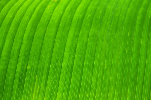 Troplical 植物の緑の葉をクローズ アップ — ストック写真
