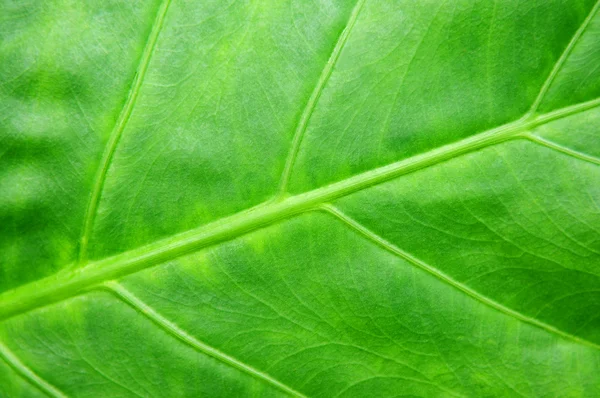 Botanical Abstract Background Green Leaf Tropical Plant — Stock Photo, Image
