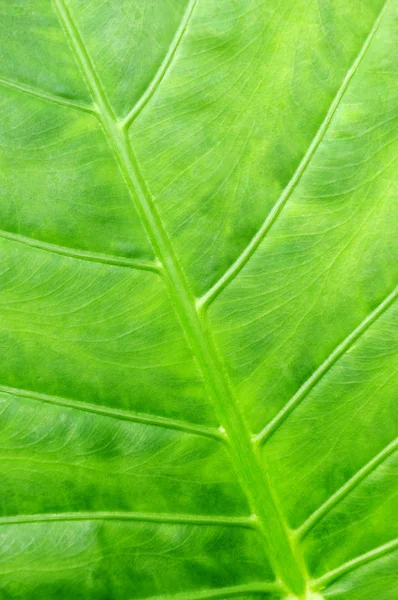熱帯植物の緑の葉の植物の抽象的な背景 — ストック写真