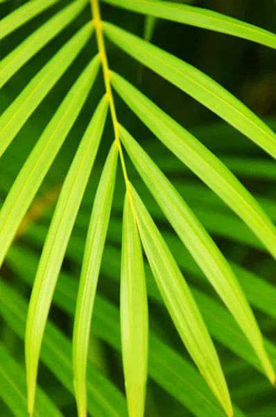 植物背景绿色棕榈树的叶子密切起来 — 图库照片