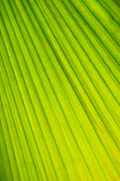 Sfondo Botanico Astratto Foglia Verde Pianta Tropicale — Foto Stock
