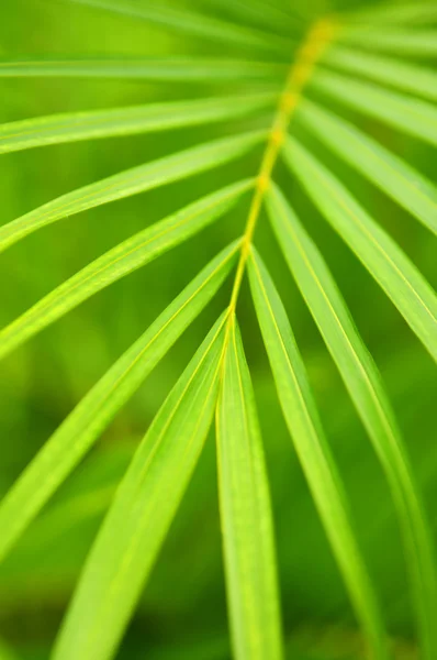 Botanical Background Green Palm Tree Leaves Close — Stock Photo, Image