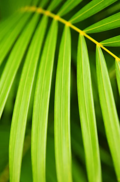 야자나무 잎 — 스톡 사진